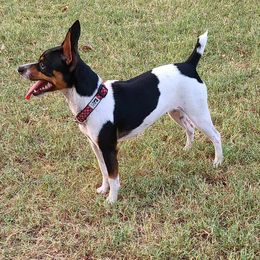 Spicey - Rat Terrier