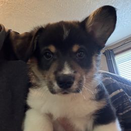 Kory, dark green collar - Black and tan male Pembroke Welsh Corgi puppy in Gresham, Oregon from Simply loved corgis