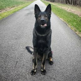 Isen - German Shepherd