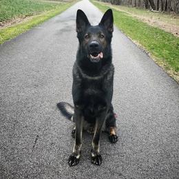 Isen - German Shepherd