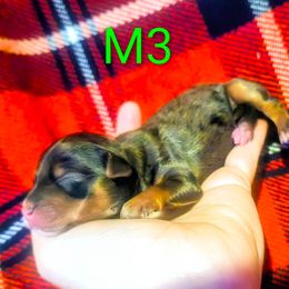 Male 3 - Blue and gold male Yorkshire Terrier puppy in Lily, Kentucky from Bella Gail Kennels