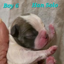 Han Solo - Blue male Boston Terrier puppy in Kingsport, Tennessee from Irish Heart Bostons