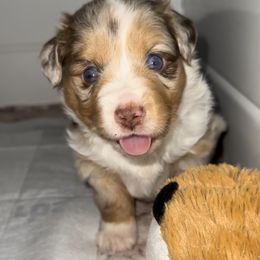 Girl 3 - Red merle Miniature Australian Shepherd puppy in Shingletown, California from Whiskeytown Aussies