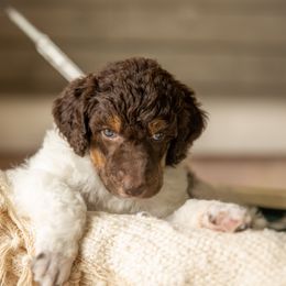 Poodle Puppies from Setting the Standard Poodles