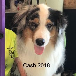 cash - Australian Shepherd