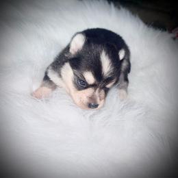 Pandora - Tri-color female Pomsky puppy in Burton, Michigan from Snow Shark Pomskys