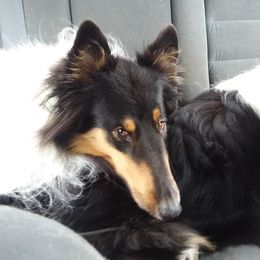 Collies from Campers Collies