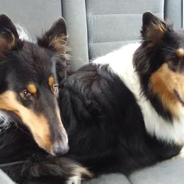 Collies from Campers Collies
