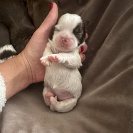 Girl 1 - Liver and white female Shih Tzu puppy in Kodak, Tennessee from Cutshall Babies