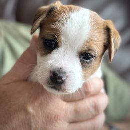 Jack Russell Terrier Puppies from Shavano Creek Jack Russell Terriers, LLC