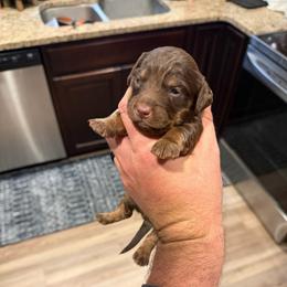 Cupid - Chocolate and tan male Dachshund puppy in Indian Trail, North Carolina from Hilda’s Teenie Weenies