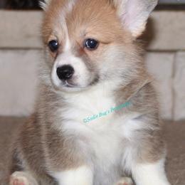 Pembroke Welsh Corgis from Sadie Bug's Pembroke Welsh Corgis