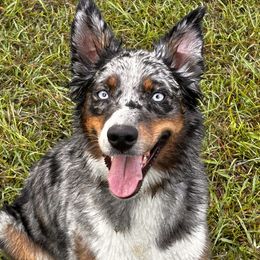 Judy - Australian Shepherd
