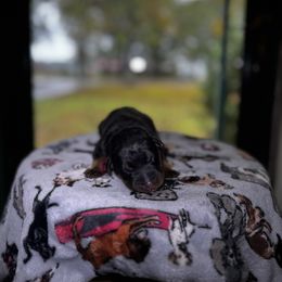 Cal - Black and rust male Beauceron puppy in Scott, Arkansas from Seelingers Beaucerons