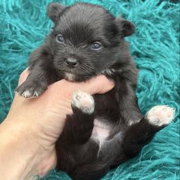 Dapper - Black male Pomeranian puppy in Franklin, North Carolina from A&J Cutie Pawtooties