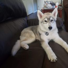 Siberian Husky Puppies from KPM Siberians