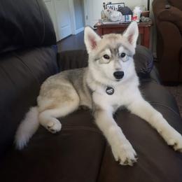 Siberian Husky Puppies from KPM Siberians