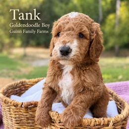 Tank - male Goldendoodle puppy in Grove, Oklahoma from Guinn Family Farms