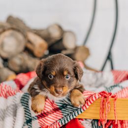 Yams - Red tri male Miniature Australian Shepherd puppy in Enoch, Utah from Twisted H Aussies
