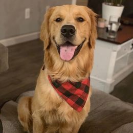 Copper - Golden Retriever