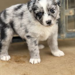 Ruger - Blue merle Australian Shepherd puppy in Mineral Wells, Texas from A6 Australian Shepards