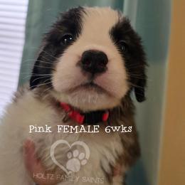 Pink FEMALE - White and brown female Saint Bernard puppy in Kaukauna, Wisconsin from Holtz Family Saints