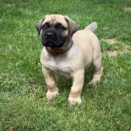 Copper (Brown Collar) - Reddish brown male Boerboel puppy in Manitowoc, Wisconsin from Mae Boerboel