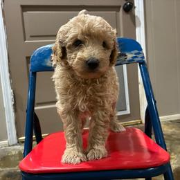 Willard - Cream male Aussiedoodle puppy in Oklahoma City, Oklahoma from Foneb Farm - The F1B Farm