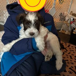 Miniature Schnauzer Puppies from Hume Family Mini Schnauzers