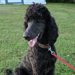 Jade - Poodle