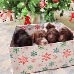 Double Doodle and Labradoodle Puppies from Delightfully Double Doodles
