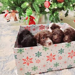 Double Doodle and Labradoodle Puppies from Delightfully Double Doodles