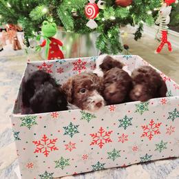 Double Doodle and Labradoodle Puppies from Delightfully Double Doodles