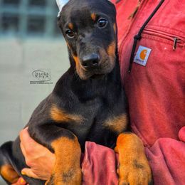 Ivanka - Black and rust female Doberman Pinscher puppy in China Township, Michigan from Snell's Superior Kennel Dobermann & GSP