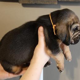 Orange Collar Boy - Black and tan male Bloodhound puppy in Franklin, Indiana from K Creek Farms