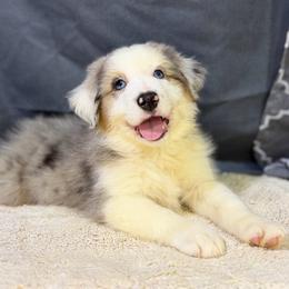 Boots - Blue merle male Miniature American Shepherd puppy in Clinton, Missouri from Mockingbirds American Minis