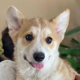 Chester - Red Pembroke Welsh Corgi puppy in Urbana, Ohio from Edgewood Farm and Kennel