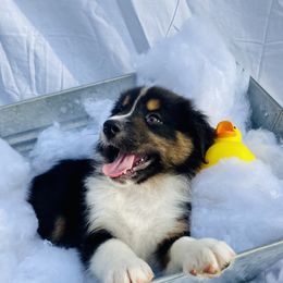 Australian Shepherd Puppies from Aussome Okie Aussies