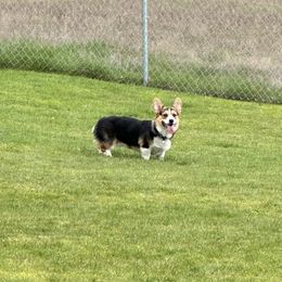 Pembroke Welsh Corgi All Grown Up from Central Valley kennel