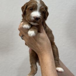 Goldendoodle Puppies from Kerri's Goldendoodles