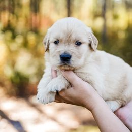 Chestnut - Golden male Golden Retriever puppy in Millry, Alabama from Buck Hill Goldens