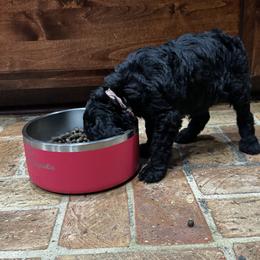 Poodle Puppies from Royal Dixie Poodles