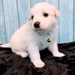 Boy 2 - American Eskimo Dog puppy in Live Oak, Florida from Pecan Ridge Puppies