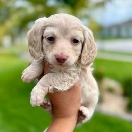 Cream male-3800 - Cream male Dachshund puppy in Winter Haven, Florida from Dreamwork Dachshunds