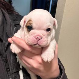 Sam - Red and white female Bulldog puppy in Mountain Home, Idaho from Magic City Kennel