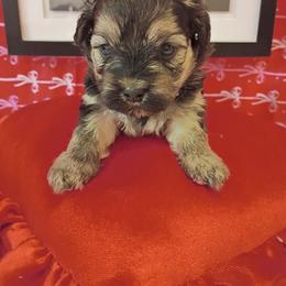 Boy 1 - Black and gold male Shorkie puppy in Boca Raton, Florida from Tina-Marie's Pups