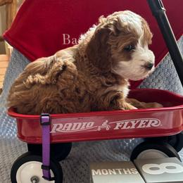 Ferrini - Red  female Goldendoodle puppy in Chino Valley, Arizona from Bass Creek Doodles