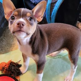 Rat Terrier Puppies from Country Rat Terriers