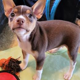 Rat Terrier Puppies from Country Rat Terriers