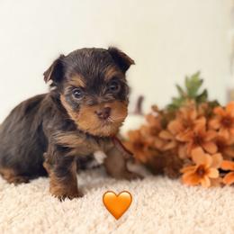 Orange - Michael - Chocolate and tan male Yorkshire Terrier puppy in Jacksonville, Florida from TLJ Choco Yorkie Love